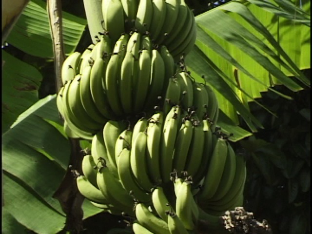 Clasificando A Los Seres Vivos El Reino De Las Plantas Science